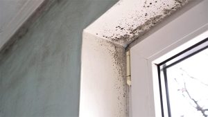 Warning Signs You Need Mold Remediation