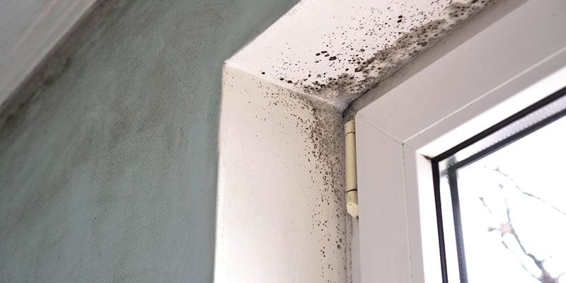 Warning Signs You Need Mold Remediation