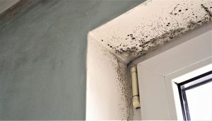 Mold Remediation: Clearing the Air in Your Home Once and For All